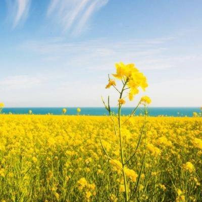 2023好运头像适合女士的(精选26张)