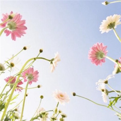 2023好运头像适合女士的(精选26张)