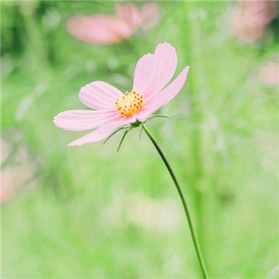 2023最带财运的微信头像(精选47张)