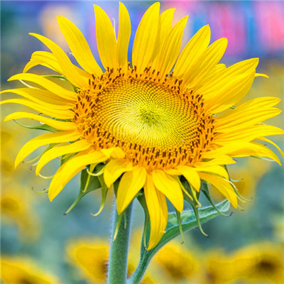 2023最带财运的微信头像(精选47张)