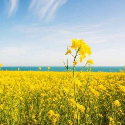 给女人带来好运的头像2023(34张)