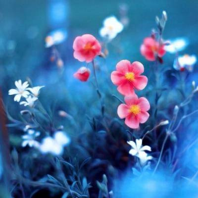 给女人带来好运的头像2023(34张)