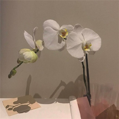 2023年给女人带来好运的头像(精选34张)