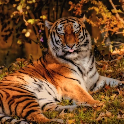 老虎头像2023最火爆微信霸气