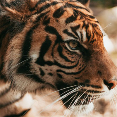 老虎头像2023最火爆微信霸气