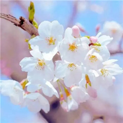 2023年微信头像最火的(精选24张)