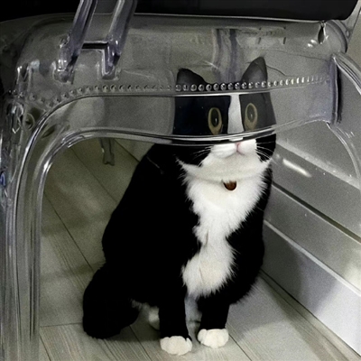 2023最火狗狗头像卡通(精选25张)