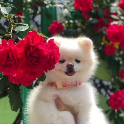 2023最火狗狗头像卡通(精选25张)