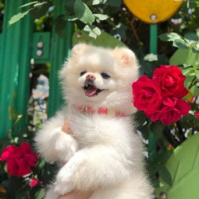 2023最火狗狗头像卡通(精选25张)