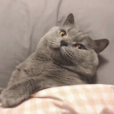 2023最火狗狗头像卡通(精选25张)