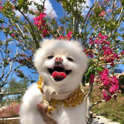 2023最火狗狗头像卡通(精选25张)