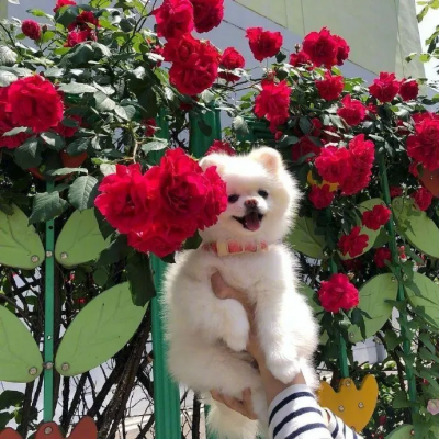 2023最火狗狗头像卡通(精选25张)