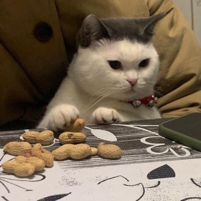 2023最火狗狗头像卡通(精选25张)