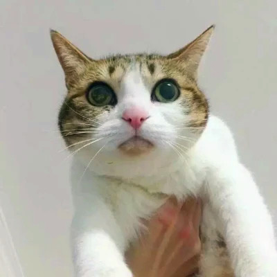 2023最火情侣头像傻雕(精选24张)