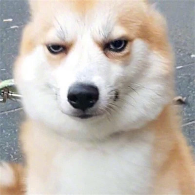 2023最火情侣头像傻雕(精选24张)