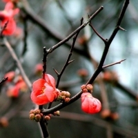 2023年最火梅花头像(精选21张)