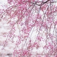 2023年最火梅花头像(精选21张)