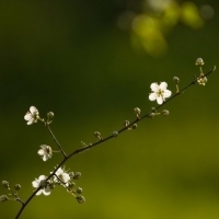 2023年最火梅花头像(精选21张)