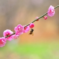 2023年最火梅花头像(精选21张)