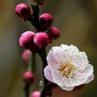 2023年最火梅花头像(精选21张)