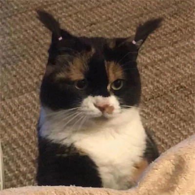 头像2023最火好看宠物(精选26张)