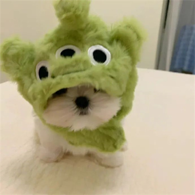 头像2023最火好看宠物(精选26张)