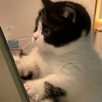 头像2023最火好看宠物(精选26张)