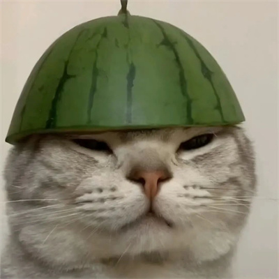 头像2023最火好看宠物(精选26张)