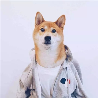 头像2023最火好看宠物(精选26张)