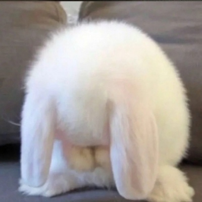 头像2023最火好看宠物(精选26张)