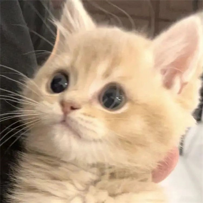 头像2023最火好看宠物(精选26张)