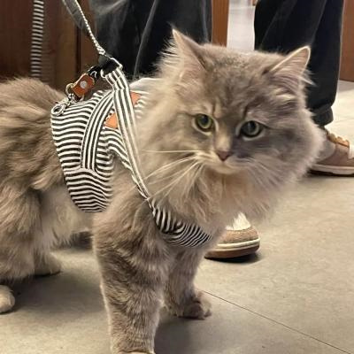 头像2023最火好看宠物(精选26张)