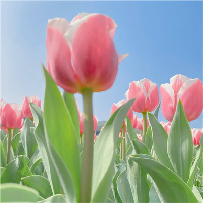 风景头像2023最火动漫(精选33张)