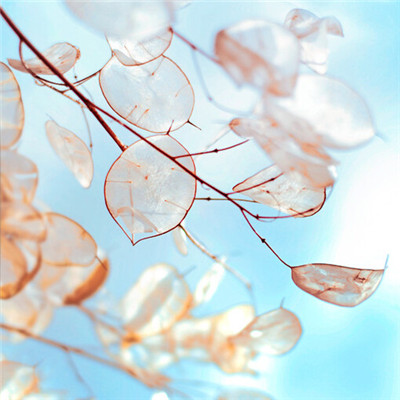 风景头像2023最火动漫(精选33张)