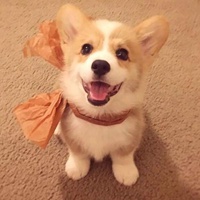 柯基头像高级 柯基犬超可爱头像