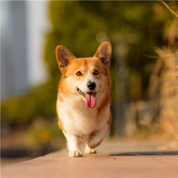 柯基头像高级 柯基犬超可爱头像