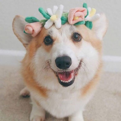 柯基头像高级 柯基犬超可爱头像