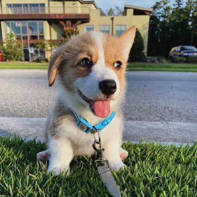 柯基头像高级 柯基犬超可爱头像