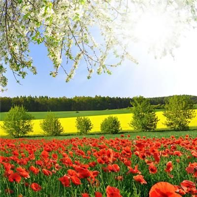 最美的阳光头像 阳光大气微信头像图片