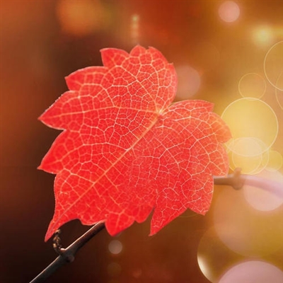 最美的阳光头像 阳光大气微信头像图片