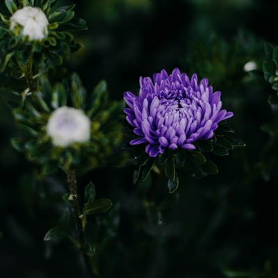 带来好运的微信头像花 微信图片花朵吉祥好运