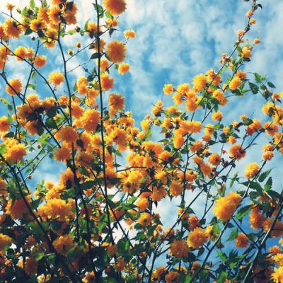 带来好运的微信头像花 微信图片花朵吉祥好运