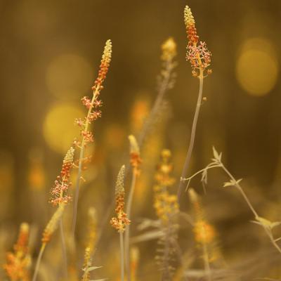 带来好运的微信头像花 微信图片花朵吉祥好运