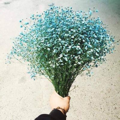 带来好运的微信头像花 微信图片花朵吉祥好运