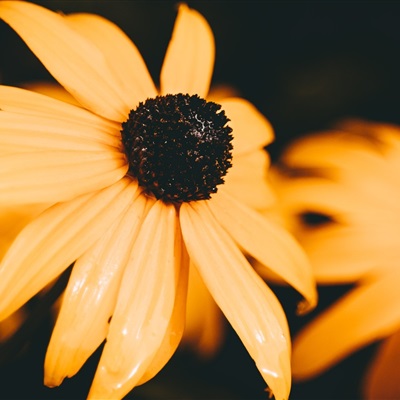 带来好运的微信头像花 微信图片花朵吉祥好运