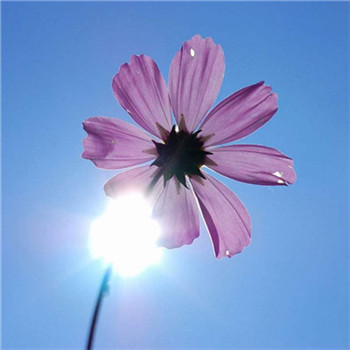 寓意好运微信头像图片 吉祥招财的微信头像图片