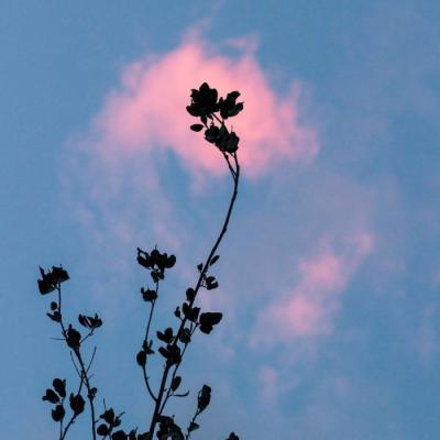 寓意好运微信头像图片 吉祥招财的微信头像图片