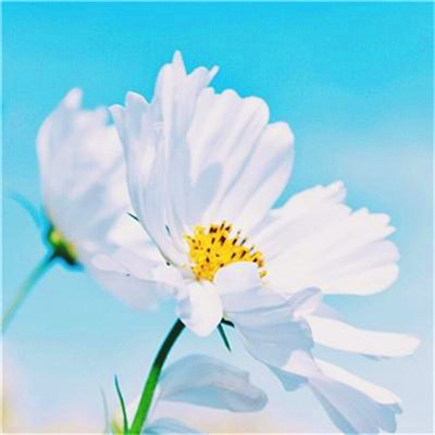 2023转运的微信头像 2023年招财微信头像