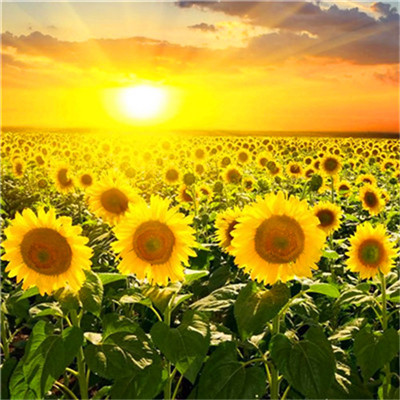 2023转运的微信头像 2023年招财微信头像