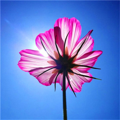 2023转运的微信头像 2023年招财微信头像